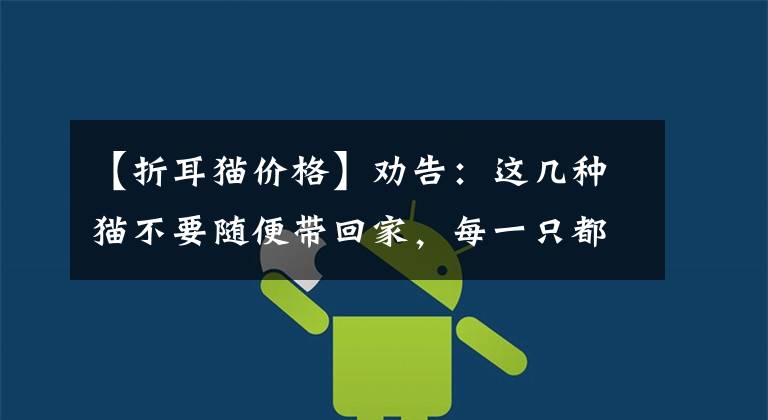 【折耳猫价格】劝告:这几种猫不要随便带回家,每一只都“很难养”