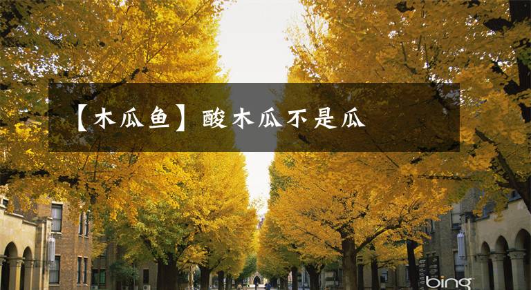 【木瓜鱼】酸木瓜不是瓜