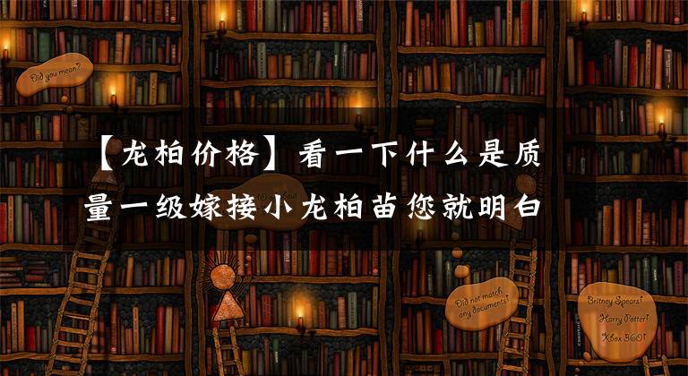 【龙柏价格】看一下什么是质量一级嫁接小龙柏苗您就明白为什么会有价格悬殊
