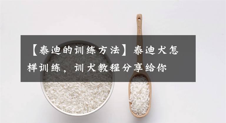 【泰迪的训练方法】泰迪犬怎样训练,训犬教程分享给你