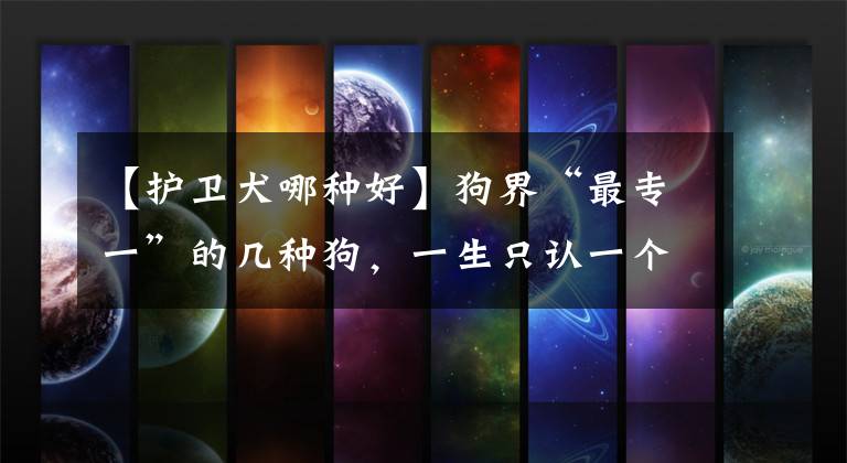 【护卫犬哪种好】狗界“最专一”的几种狗,一生只认一个主人,你养对了吗?
