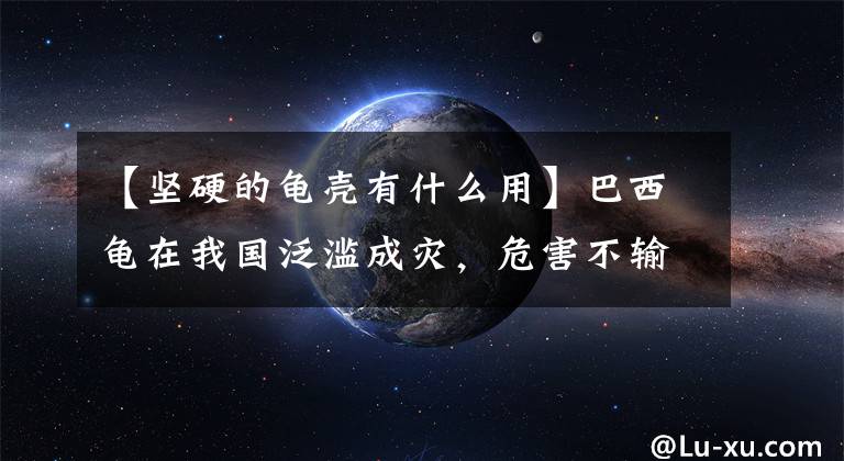 【坚硬的龟壳有什么用】巴西龟在我国泛滥成灾，危害不输印度恒河鳖，我国吃货：能吃吗
