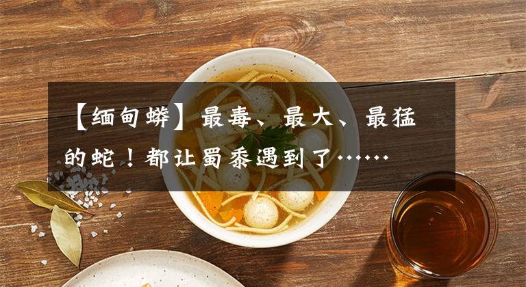 【缅甸蟒】最毒、最大、最猛的蛇!都让蜀黍遇到了……