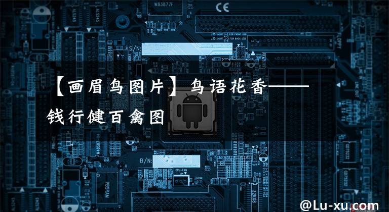 【画眉鸟图片】鸟语花香——钱行健百禽图