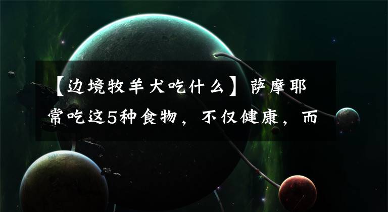 【边境牧羊犬吃什么】萨摩耶常吃这5种食物,不仅健康,而且毛发更靓丽