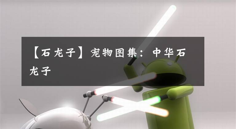 【石龙子】宠物图集：中华石龙子