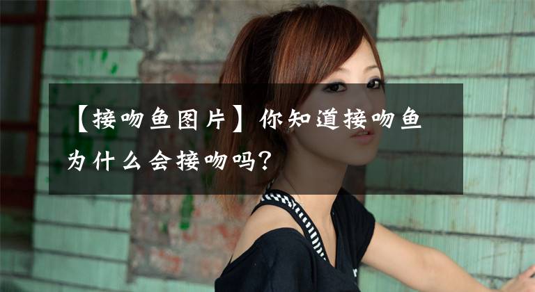 【接吻鱼图片】你知道接吻鱼为什么会接吻吗？
