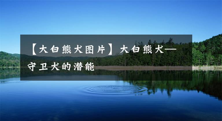 【大白熊犬图片】大白熊犬—守卫犬的潜能