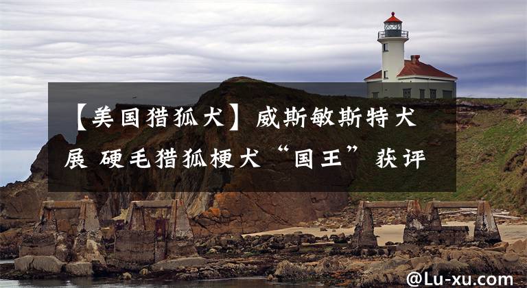 【美国猎狐犬】威斯敏斯特犬展 硬毛猎狐梗犬“国王”获评2019最佳秀犬