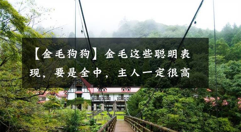 【金毛狗狗】金毛这些聪明表现,要是全中,主人一定很高兴