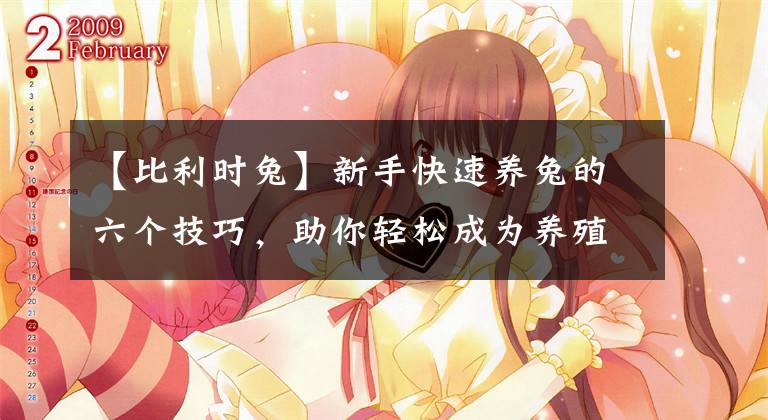 【比利时兔】新手快速养兔的六个技巧，助你轻松成为养殖大户