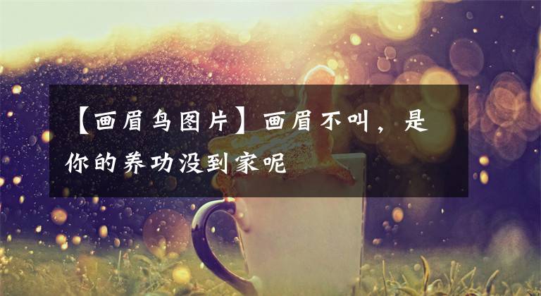 【画眉鸟图片】画眉不叫，是你的养功没到家呢