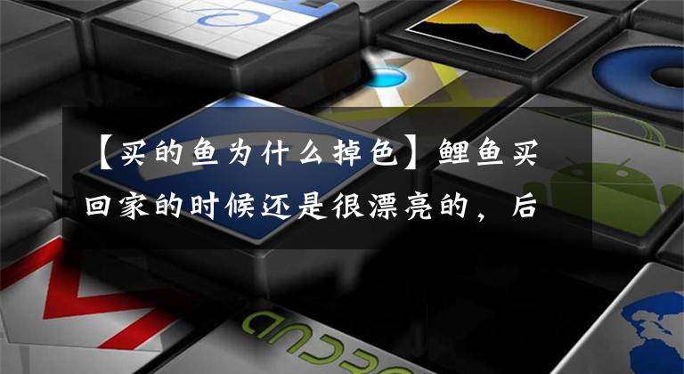 【买的鱼为什么掉色】鲤鱼买回家的时候还是很漂亮的,后来逐渐褪色了,这是怎么回事?