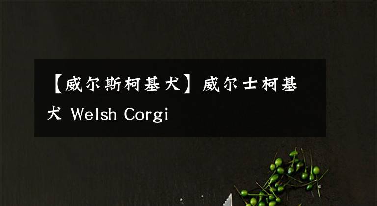 【威尔斯柯基犬】威尔士柯基犬 Welsh Corgi