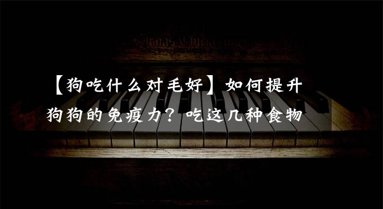 【狗吃什么对毛好】如何提升狗狗的免疫力？吃这几种食物就好
