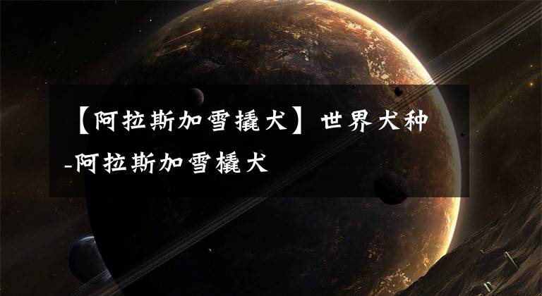 【阿拉斯加雪撬犬】世界犬种-阿拉斯加雪橇犬