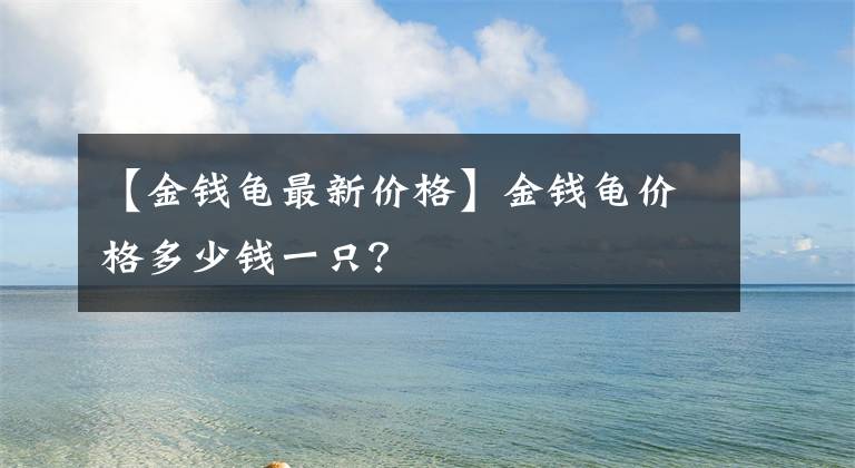 【金钱龟最新价格】金钱龟价格多少钱一只？