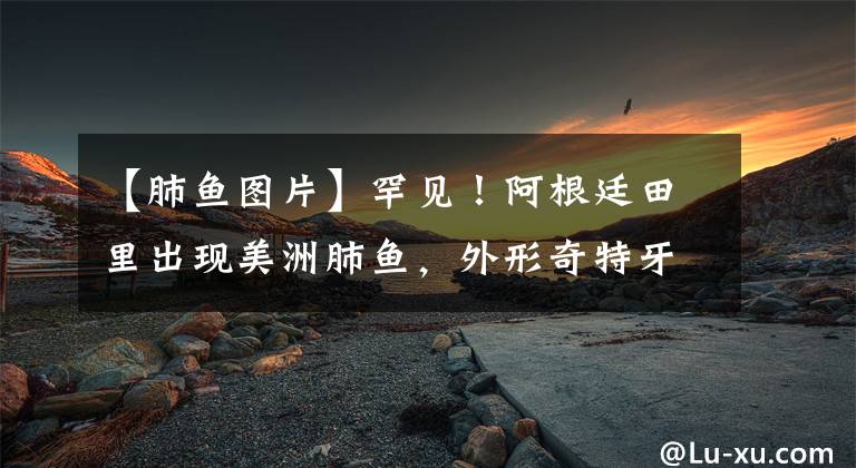 【肺鱼图片】罕见!阿根廷田里出现美洲肺鱼,外形奇特牙齿超像人类!