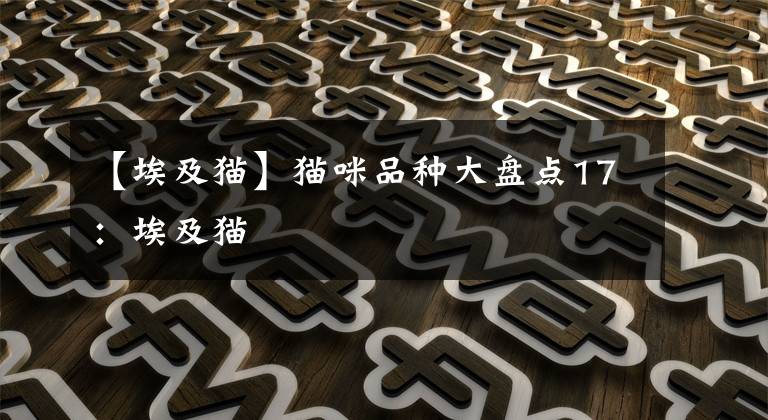 【埃及猫】猫咪品种大盘点17：埃及猫