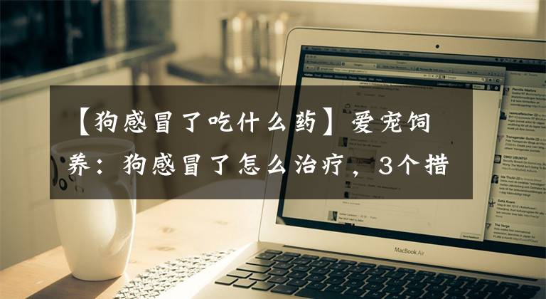 【狗感冒了吃什么药】爱宠饲养：狗感冒了怎么治疗，3个措施帮助尽快摆脱感冒困扰
