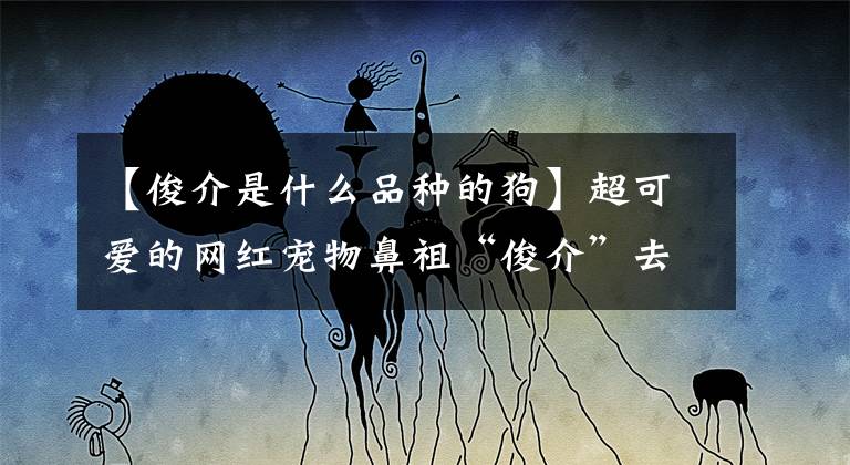 【俊介是什么品种的狗】超可爱的网红宠物鼻祖“俊介”去世了，你还记得它吗？