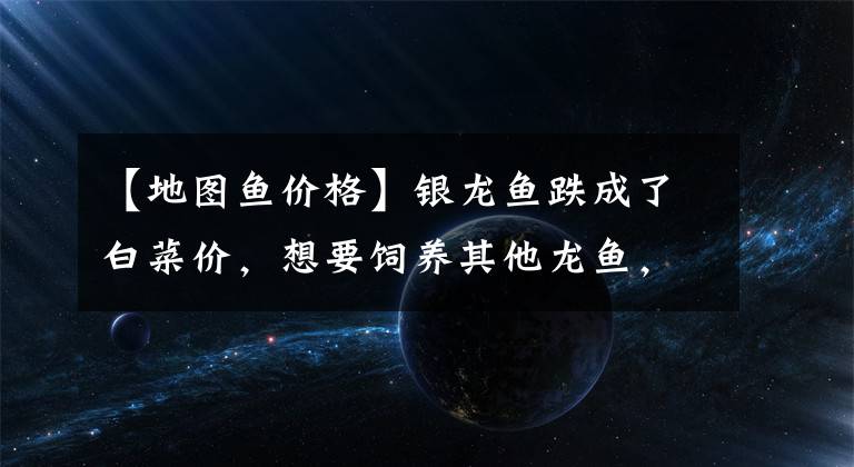 【地图鱼价格】银龙鱼跌成了白菜价,想要饲养其他龙鱼,可以先从饲养银龙练手