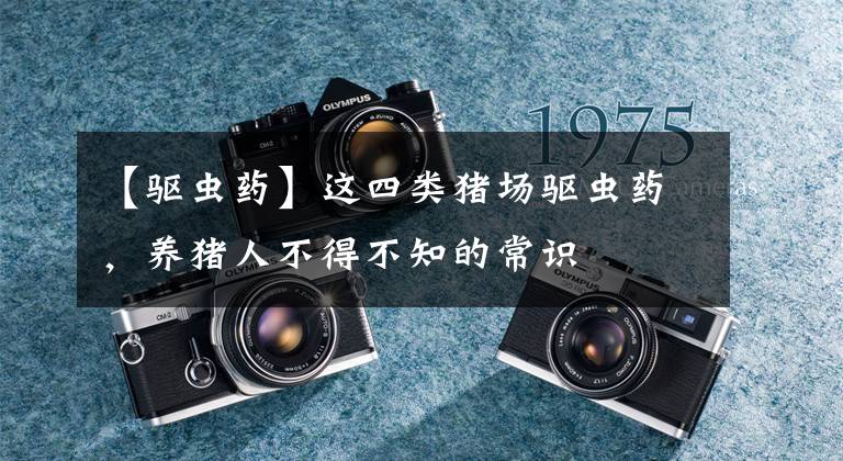 【驱虫药】这四类猪场驱虫药,养猪人不得不知的常识