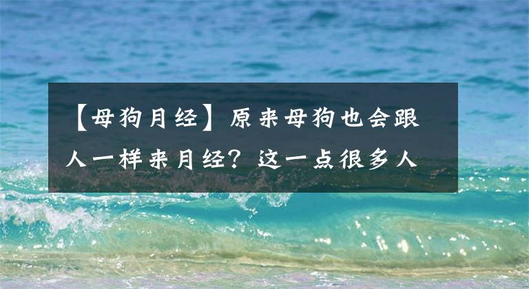 【母狗月经】原来母狗也会跟人一样来月经？这一点很多人都不知道
