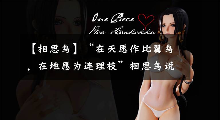 【相思鸟】“在天愿作比翼鸟，在地愿为连理枝”相思鸟说：我这一生只爱一个