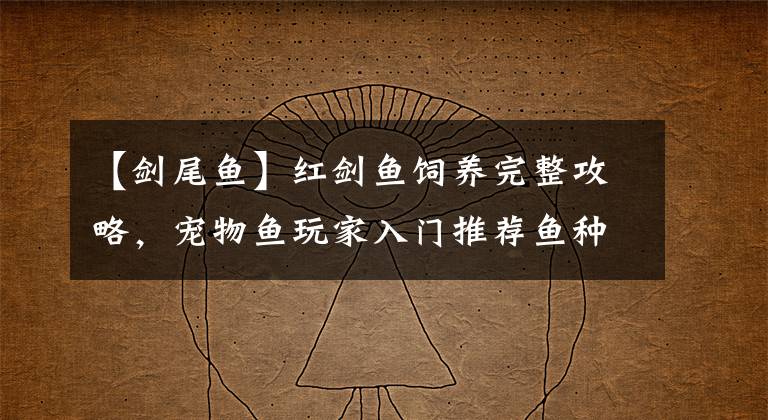【剑尾鱼】红剑鱼饲养完整攻略，宠物鱼玩家入门推荐鱼种，今年养鱼不求人！