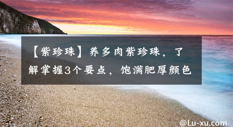 【紫珍珠】养多肉紫珍珠,了解掌握3个要点,饱满肥厚颜色亮