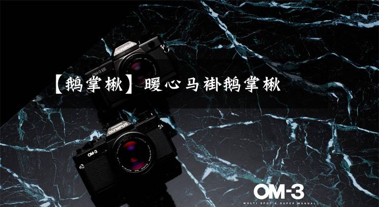 【鹅掌楸】暖心马褂鹅掌楸