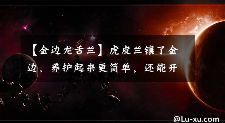 【金边龙舌兰】虎皮兰镶了金边，养护起来更简单，还能开出黄金花