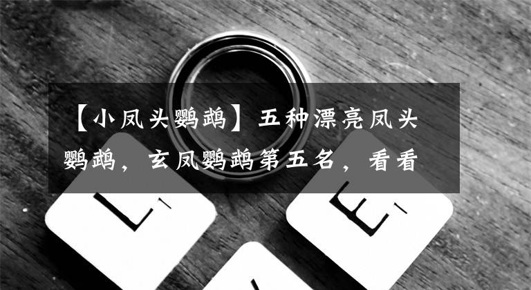 【小凤头鹦鹉】五种漂亮凤头鹦鹉,玄凤鹦鹉第五名,看看有没有你家宠物鹦鹉