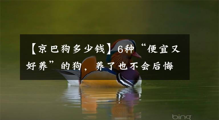 【京巴狗多少钱】6种“便宜又好养”的狗，养了也不会后悔