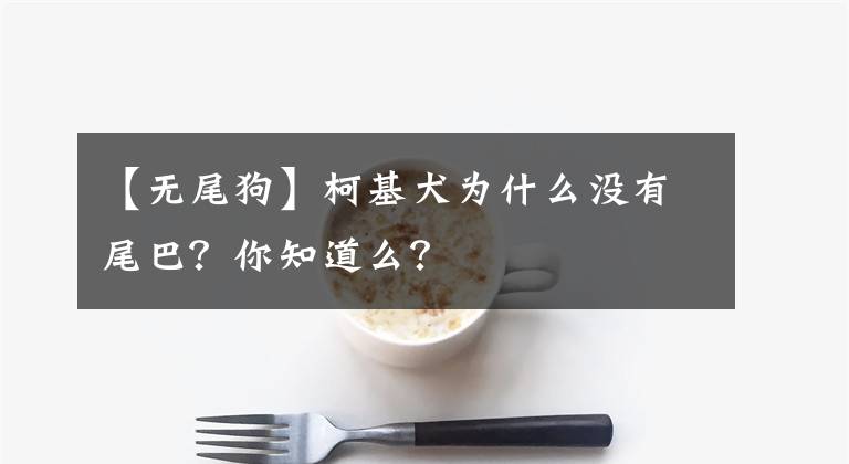 【无尾狗】柯基犬为什么没有尾巴?你知道么?