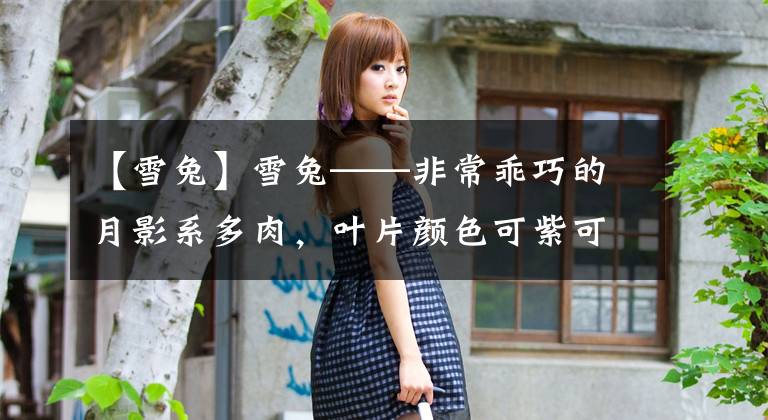 【雪兔】雪兔——非常乖巧的月影系多肉,叶片颜色可紫可白,夏季度夏无忧