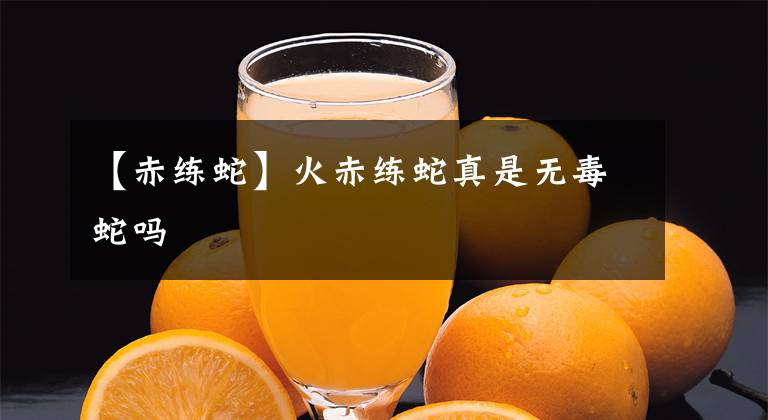 【赤练蛇】火赤练蛇真是无毒蛇吗