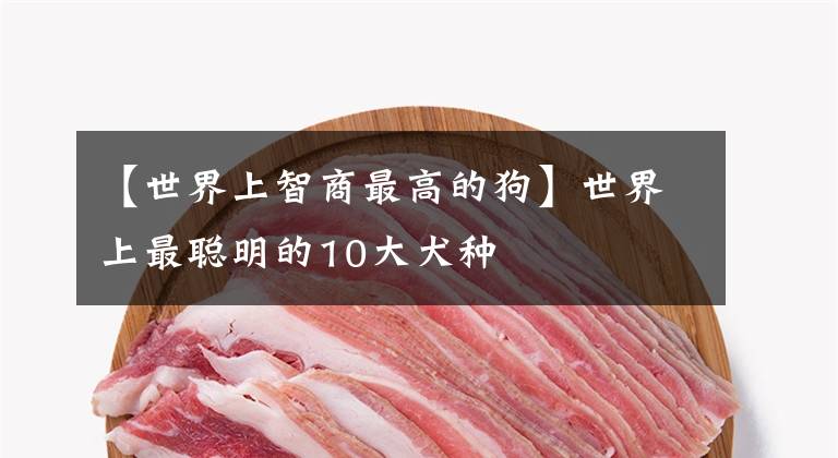 【世界上智商最高的狗】世界上最聪明的10大犬种
