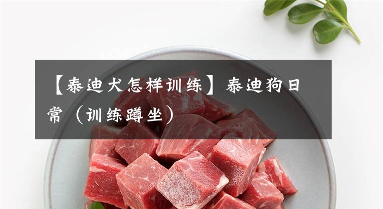 【泰迪犬怎样训练】泰迪狗日常（训练蹲坐）