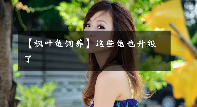 【枫叶龟饲养】这些龟也升级了
