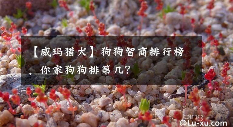 【威玛猎犬】狗狗智商排行榜，你家狗狗排第几？