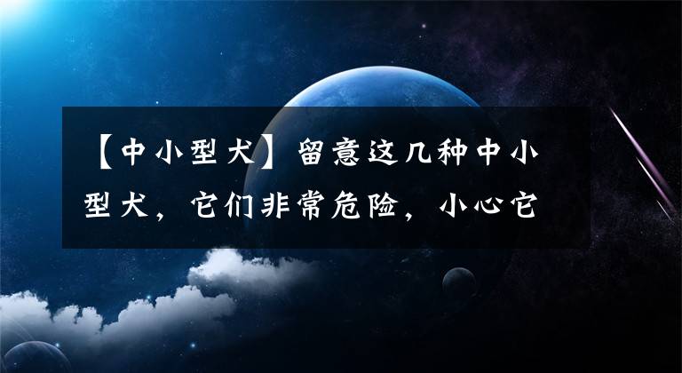 【中小型犬】留意这几种中小型犬，它们非常危险，小心它咬你