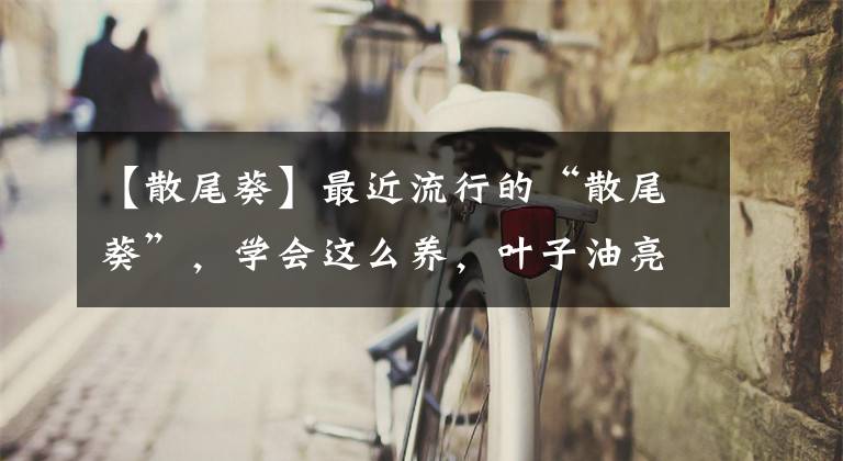 【散尾葵】最近流行的“散尾葵”，学会这么养，叶子油亮还不卷