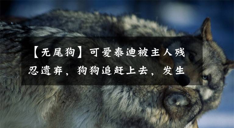 【无尾狗】可爱泰迪被主人残忍遗弃，狗狗追赶上去，发生意外险些丧命