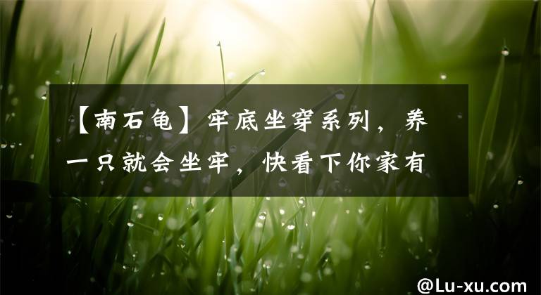 【南石龟】牢底坐穿系列,养一只就会坐牢,快看下你家有没有这些乌龟