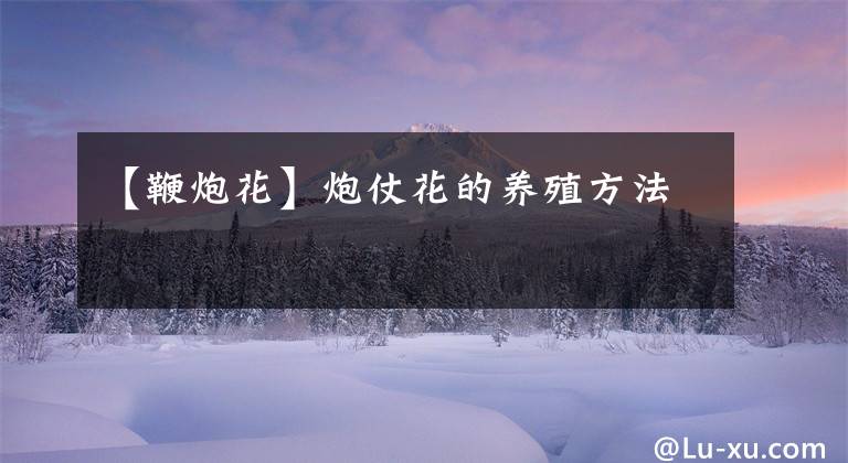 【鞭炮花】炮仗花的养殖方法