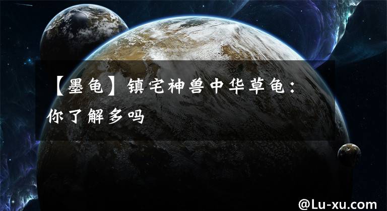 【墨龟】镇宅神兽中华草龟:你了解多吗