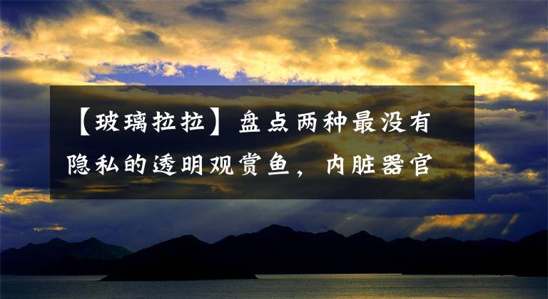 【玻璃拉拉】盘点两种最没有隐私的透明观赏鱼，内脏器官一览无余