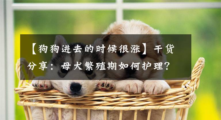 【狗狗进去的时候很涨】干货分享:母犬繁殖期如何护理?